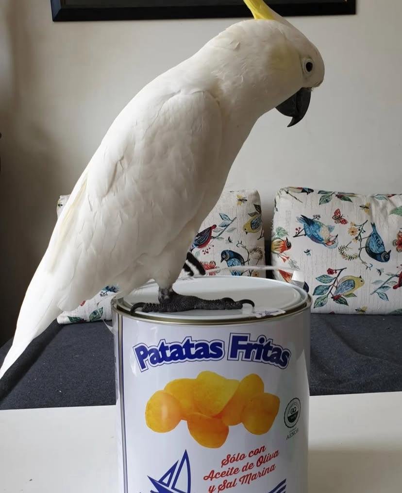Cockatoo Parrots for Adoption in Nebraska