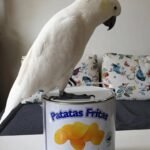 Q: Why is it so difficult to find dedicated Cockatoo Parrot Breeders in Alabama, and should I consider breeders in surrounding states?