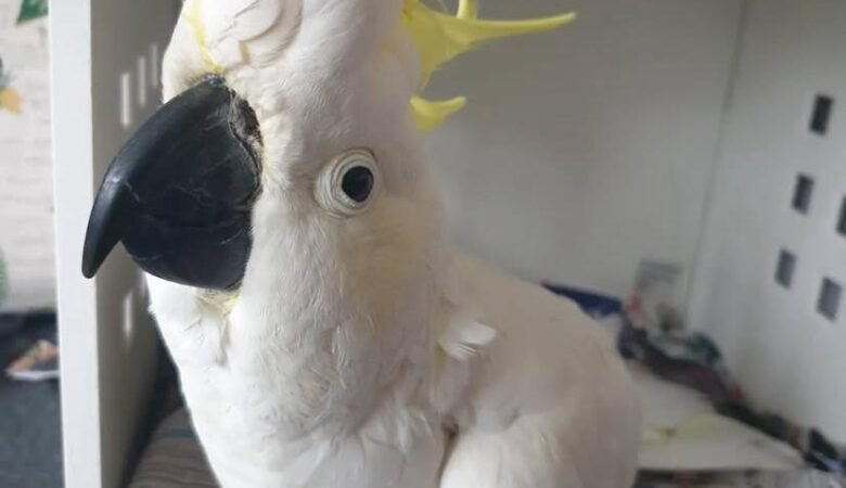 Cockatoo Parrot Breeders in Florida