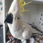 Q: How can I verify the health and reputation of Cockatoo Parrot Breeders in New Hampshire before I make a deposit?