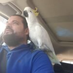 Q: Can cockatoos eat fruits and vegetables every day, and how much should I give them?