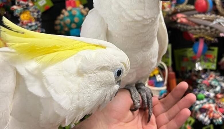 Cockatoo Parrots for Adoption in South Carolina
