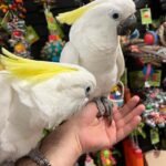 Q: Are there specific permits or licenses required to own a cockatoo parrot from Cockatoo Parrot Breeders in Arkansas?