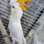 Q: Do all cockatoo species require a lot of attention, or are some more independent?