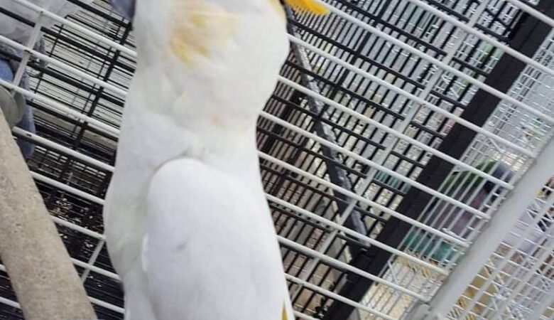 cockatoo parrot breeders in Netherlands