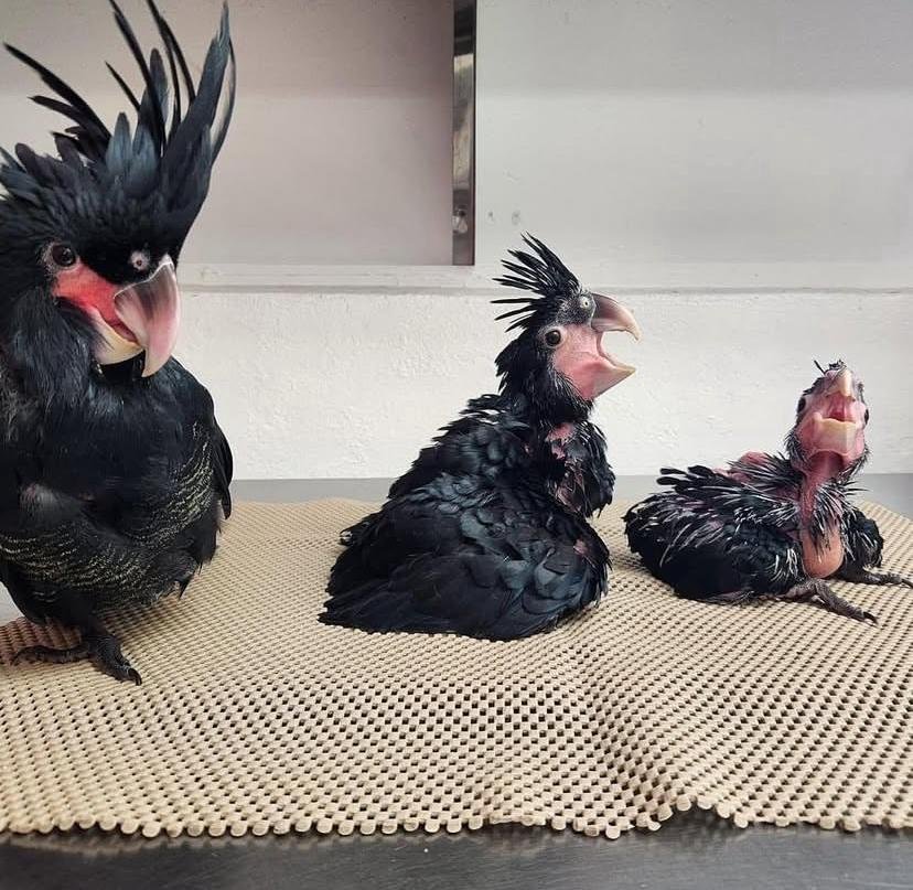 How do I know if my cockatoo is sick