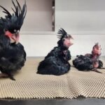 What are the "red flags" to watch out for when dealing with potential Cockatoo Parrot Breeders in New Mexico?