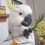 cockatoo parrots