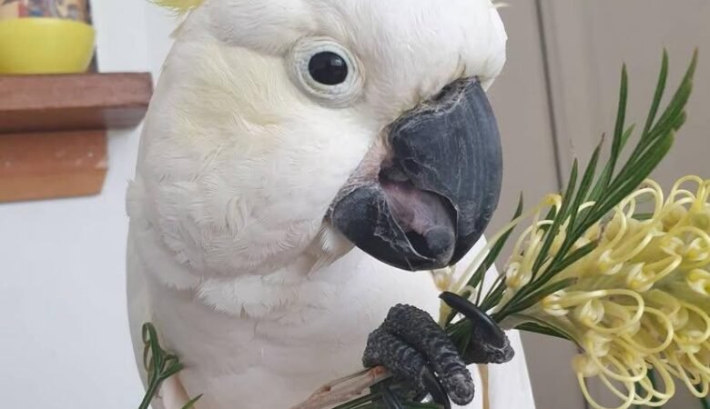 Cockatoo Parrot Breeders in Nebraska