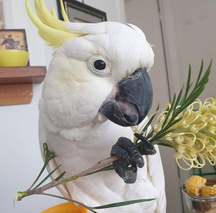 cockatoo parrot breeders in Sweden