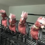 Q: How does the transactional guarantee from Cockatoo Parrot Breeders in Indiana cover potential long-term, stress-related issues like feather plucking in a cockatoo parrot?