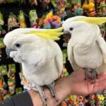 Q: Are there any specific Idaho state or city laws regarding the ownership of cockatoo parrots that differ from other states?