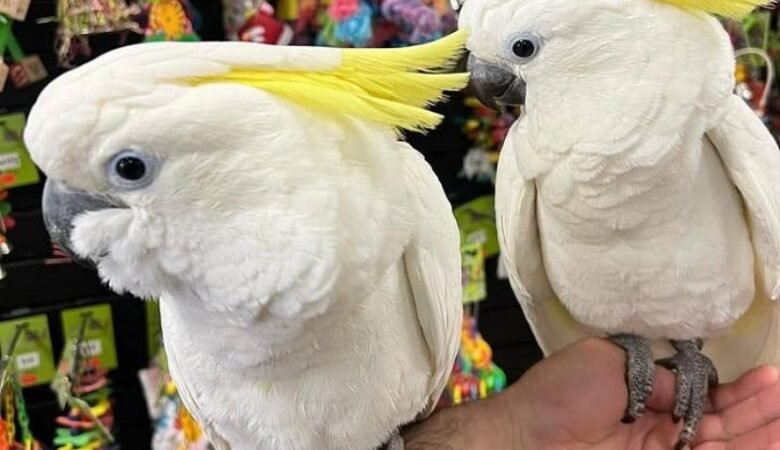 Cockatoo Parrots for Sale in San Joaquin County, CA