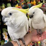 Q: Do cockatoos require a lot of attention, and what are the specific consequences if their needs are not met?