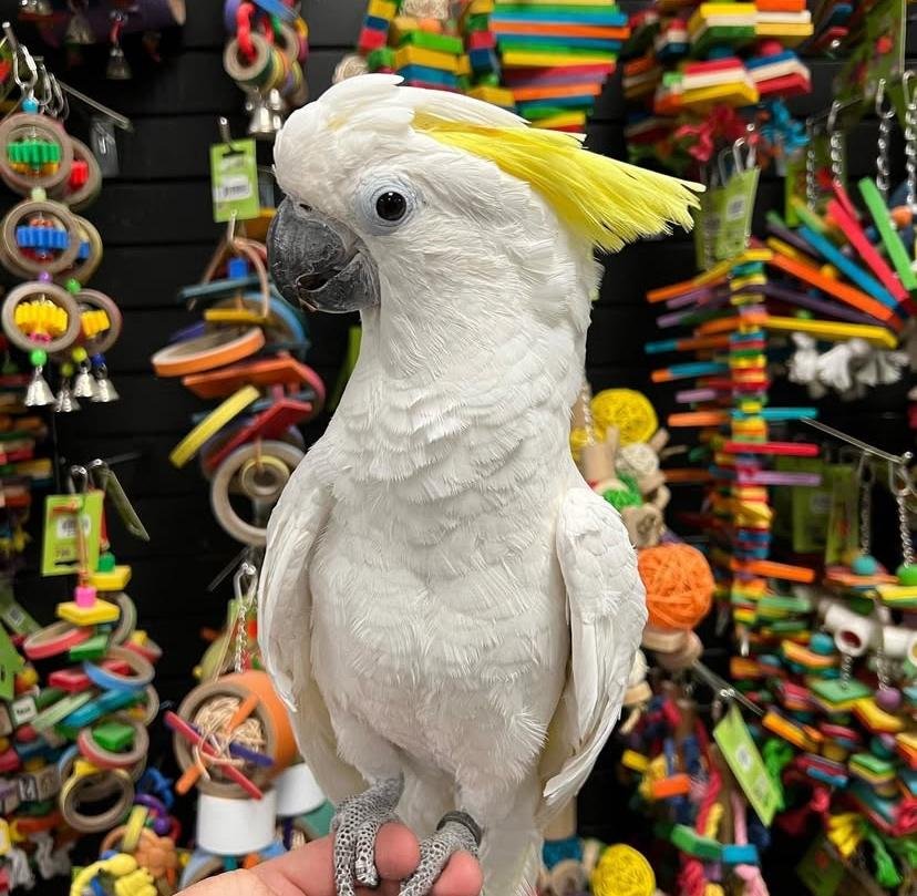 Cockatoo Parrots for Adoption in Pennsylvania