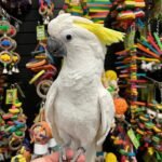 Q: Do cockatoos talk or mimic words without being trained?