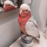 Q: I have found several listings for cockatoo parrot breeders in Ireland. How do I know if they are legitimate hobbyists or a commercial operation that requires an Animal Activities Licence?