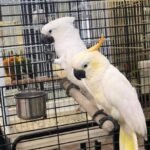 Q: Why do Cockatoo Parrot Breeders in Iowa emphasize early socialization so heavily, and how does this affect the price and final transaction?