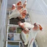 What behavioral issues are Cockatoo Parrot Breeders in West Virginia most concerned about, and how can I prevent them?