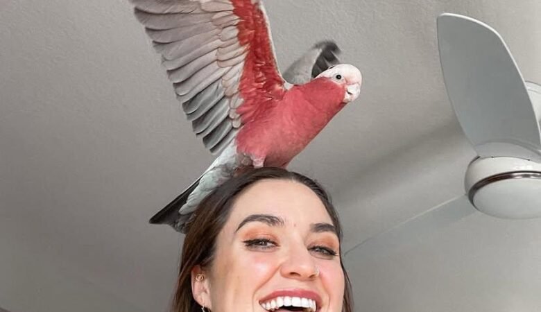 Cockatoo Parrots for Sale in Yolo County, CA