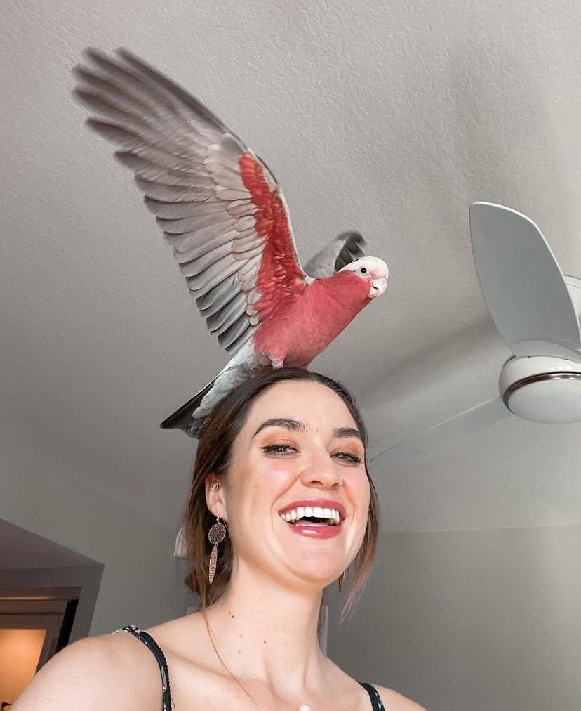 Cockatoo Parrot Breeders in Nevada