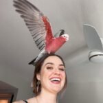 Q: Do I need a special license or permit to keep a cockatoo parrot in my home in Germany, or is the CITES/Article 10 paperwork enough?
