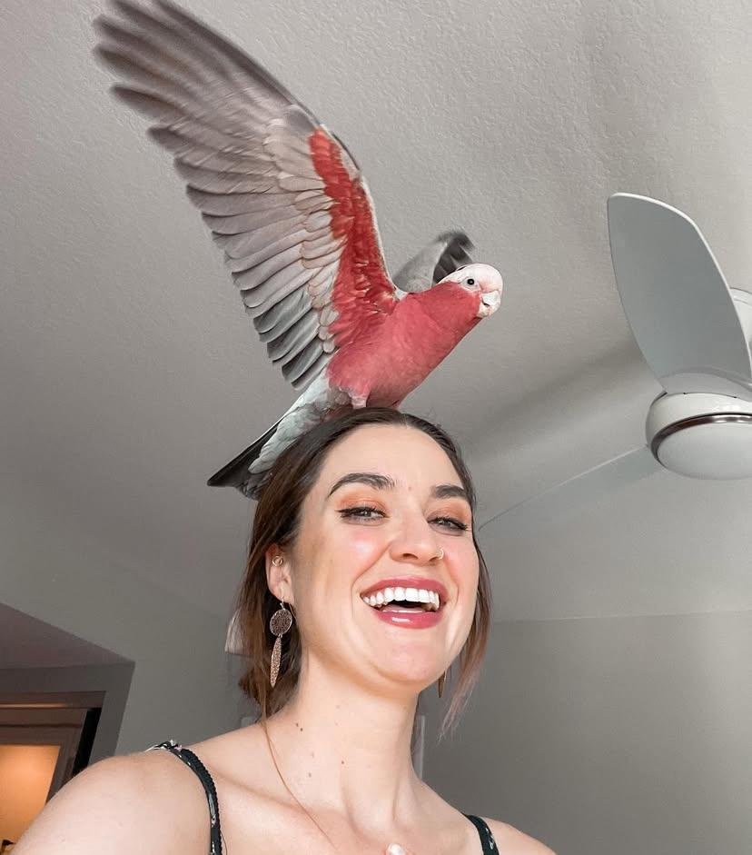 Cockatoo Parrots for Adoption in Washington