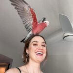 What are the specific legal steps a buyer must take in France after adopting a Cockatoo from a reputable breeder?