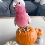 Q: Besides the high need for attention, what is the greatest behavioral challenge a first-time owner should anticipate from a cockatoo parrot obtained from Cockatoo Parrot Breeders in Kentucky?