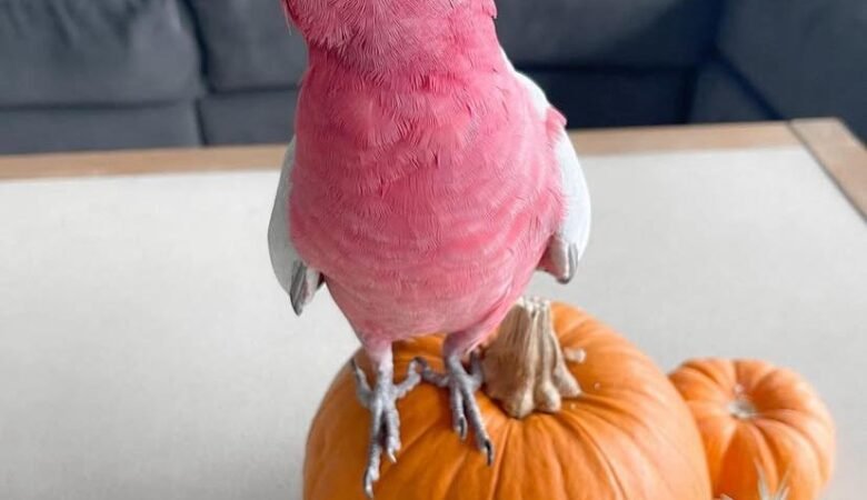 Cockatoo Parrots in Arkansas