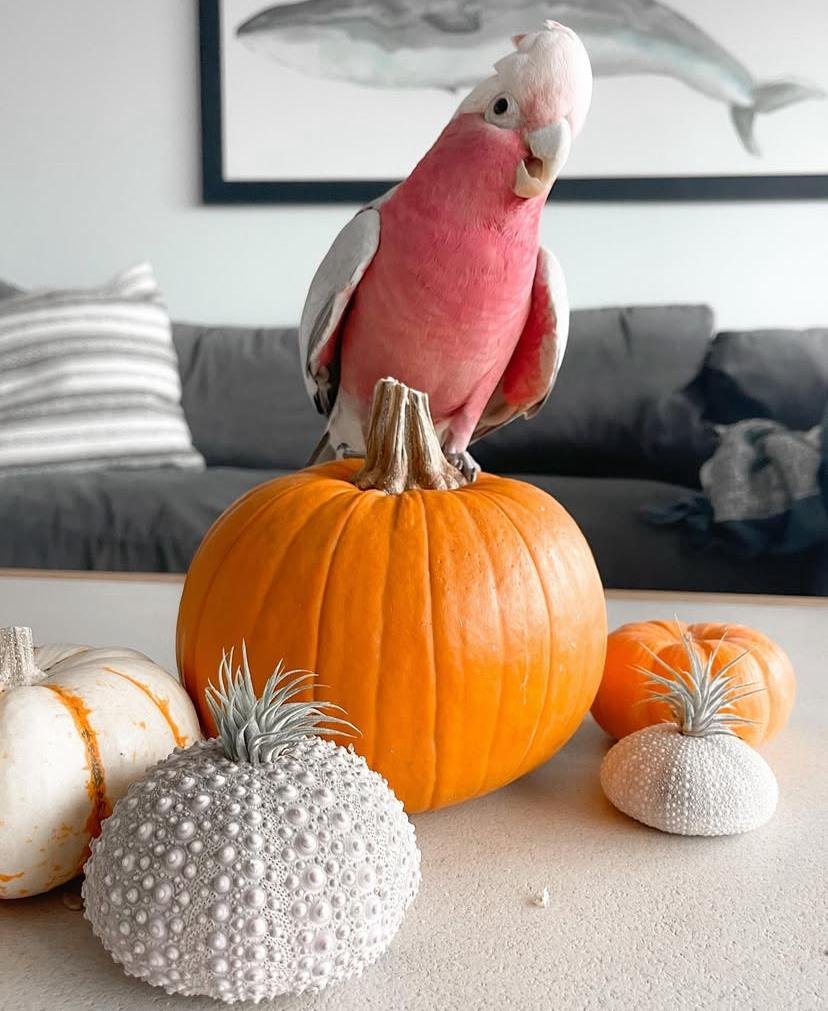 Cockatoo Parrots for Adoption in Wisconsin
