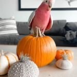 Q: Why is it difficult to find high-volume Cockatoo Parrot Breeders specifically located in Maine, and should I still buy from a breeder outside the state?