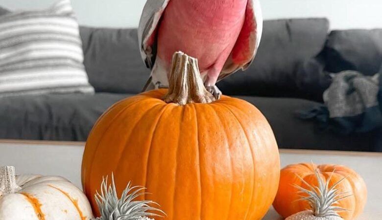 Cockatoo Parrots for Sale in Lake County, CA