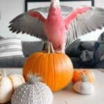 Q: What is the purpose of the 72-hour vet check required by many health guarantees, and how does this relate to "Do cockatoos come with a health guarantee when purchased?"?