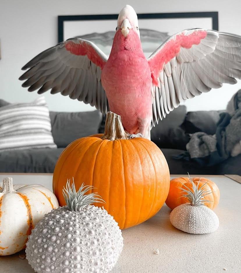 Cockatoo Parrots for Adoption in New Mexico