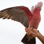 Q: Given the distance, how do I secure a refund from a regional Cockatoo Parrot Breeder if the baby fails the 72-hour vet check in Montana?