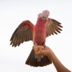 Q: Why do reputable Cockatoo Parrot Breeders in Massachusetts and New England insist on a thorough application process for buyers?