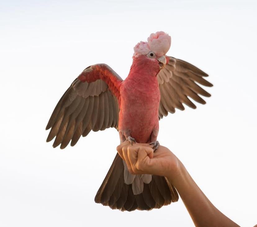 Cockatoo Parrots for Sale in Glenn
