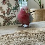 Q: Can a cockatoo be left alone for long periods, and how does this impact their well-being and my search for the right bird?