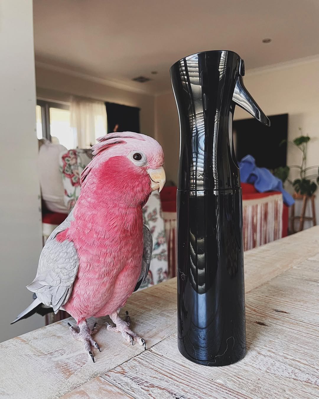 Cockatoo Parrots for Adoption in Vermont