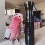 Q: Why is the price of a baby Cockatoo Parrot from a reputable Minnesota breeder so high, and what is the difference between an Umbrella Cockatoo and a Moluccan Cockatoo?