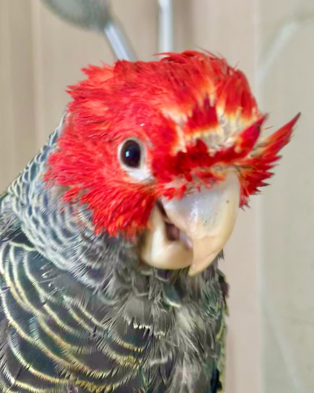 Cockatoo Parrots for Sale in Nevada