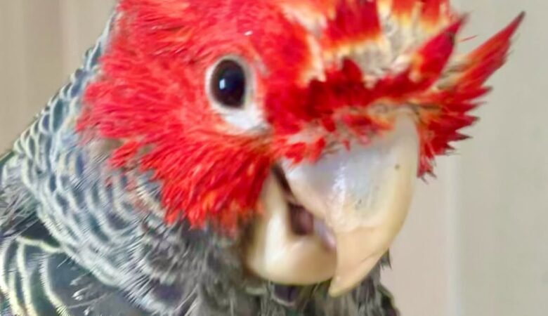 Cockatoo Parrots in Michigan