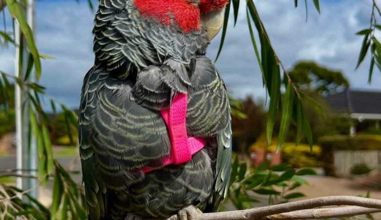 Cockatoo Parrots in Maryland