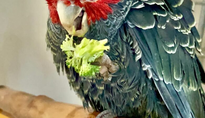 Cockatoo Parrots in Rhode Island