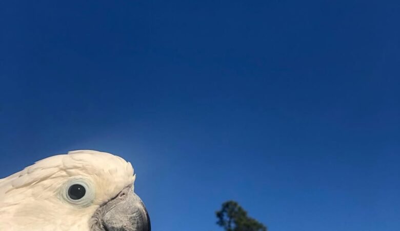 Cockatoo Parrots in New Mexico