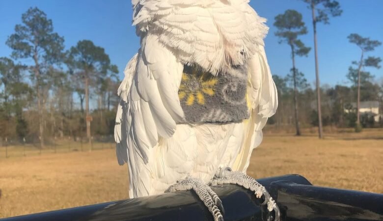 Cockatoo Parrots in Texas