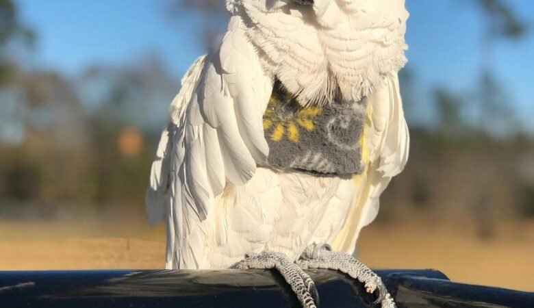 Cockatoo Parrots in Vermont