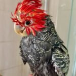 Q: Can I get a CITES certificate for a cockatoo that I bought without one?