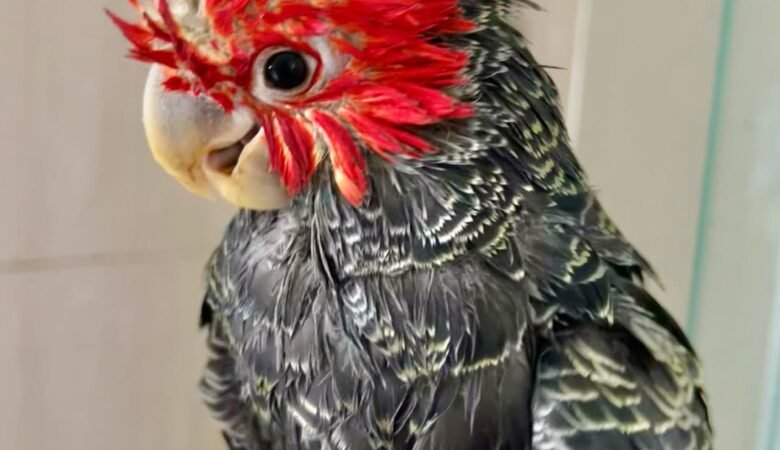 Cockatoo Parrots in Virginia